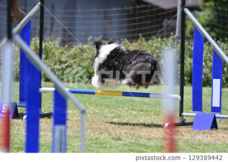 跳躍 喜樂蒂牧羊犬 敏捷犬 學校犬 運動 129389442