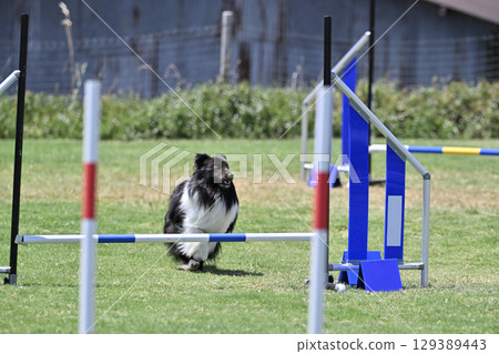瀟灑喜樂蒂牧羊犬 跑步犬 敏捷犬 學校犬 運動 129389443
