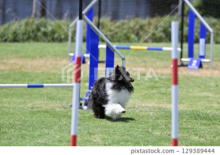 Sheltie dog agility dog school dog sports 129389444