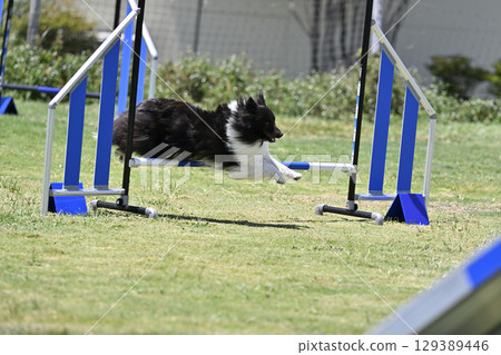 Sheltie Jumping, Dog Agility, Dog School, Dog Sports 129389446