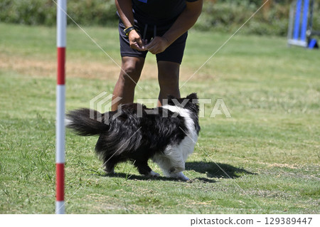 訓犬師和喜樂蒂牧羊犬、犬類敏捷訓練、犬類學校、犬類運動 129389447