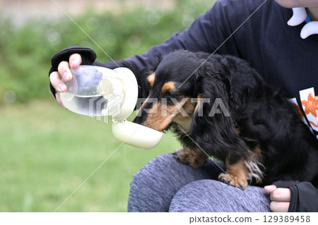 臘腸犬飲用水 臘腸犬飲用水 129389458