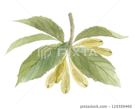 Watercolor painting of Eucommia ulmoides 129389460