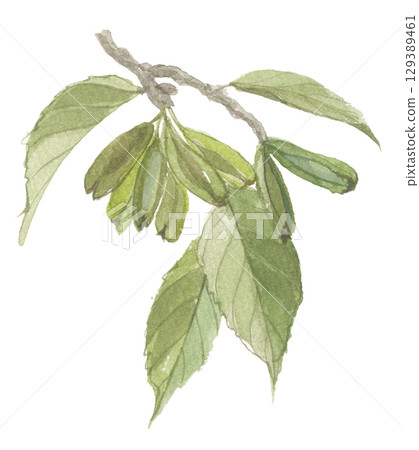 Watercolor painting of Eucommia ulmoides Watercolor painting of Eucommia ulmoides 129389461