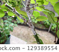 Rose scale insects, scale insects, rose pests 129389554