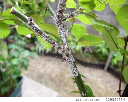 玫瑰介殼蟲,介殼蟲,玫瑰害蟲 玫瑰介殼蟲,介殼蟲,玫瑰害蟲 129389554