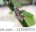 Rose scale insects, scale insects, rose pests 129389555