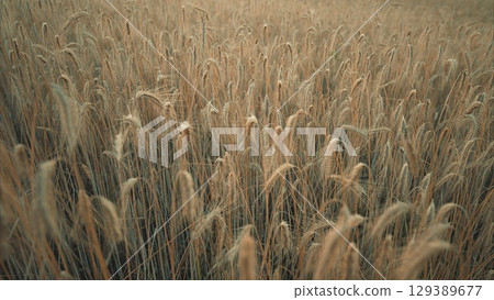 A Beautiful Golden Field of Grasses Illuminated by the Soft Light at Dusk and Twilight A Beautiful Golden Field of Grasses Illuminated by the Soft Light at Dusk and Twilight 129389677
