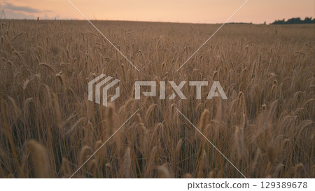 A stunning sunset over a golden grain field, showcasing natures beauty and serenity A stunning sunset over a golden grain field, showcasing natures beauty and serenity 129389678
