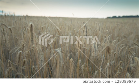 A Stunning Golden Wheat Field Lies Beneath Softly Sighing and Gently Floating Clouds 129389679