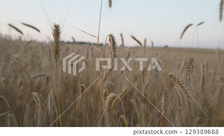 A Beautiful Golden Wheat Field at Dusk Highlighting Natures Attractive Features and Growth A Beautiful Golden Wheat Field at Dusk Highlighting Natures Attractive Features and Growth 129389688