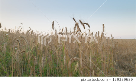 Golden Grass Field at Dusk, a serene landscape filled with vibrant colors and peaceful beauty 129389689