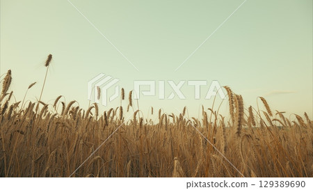The Golden Grasses Stand Tall and Proud Under the Clear Expansive Sky at Soft Dusk Time The Golden Grasses Stand Tall and Proud Under the Clear Expansive Sky at Soft Dusk Time 129389690