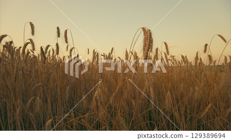 Golden Grasses Beneath a Beautiful Sunset Sky, Creating a Scenic and Peaceful Atmosphere 129389694