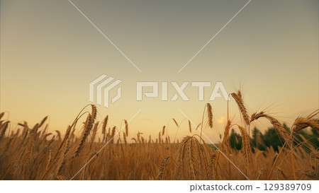 A breathtaking Golden Wheat Field Under a Clear Sky During a Beautiful Sunset Moment 129389709