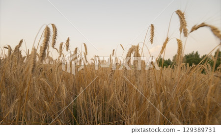 Golden Wheat Field at Dusk, surrounded by a tranquil landscape filled with natures beauty Golden Wheat Field at Dusk, surrounded by a tranquil landscape filled with natures beauty 129389731