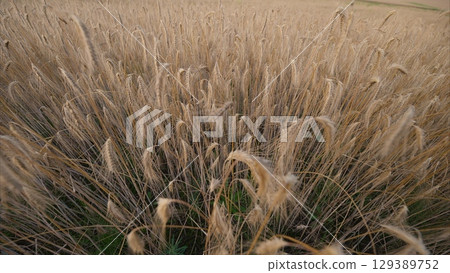 Golden Grasses in Soft, Emphasized Light for a Picturesque and Aesthetic Viewpoint Golden Grasses in Soft, Emphasized Light for a Picturesque and Aesthetic Viewpoint 129389752