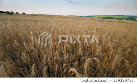 A Beautiful Golden Wheat Field Spreading Out Under A Clear Blue Sky In The Countryside A Beautiful Golden Wheat Field Spreading Out Under A Clear Blue Sky In The Countryside 129389755