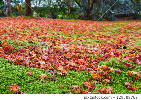 Ohara Sanzen-in Temple Yusei Garden: The beautiful contrast between fallen maples and moss (Sakyo Ward, Kyoto City, Kyoto Prefecture) 129389762
