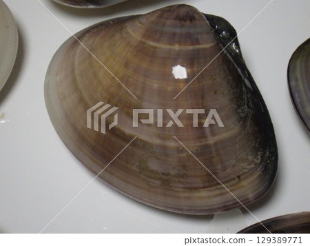 新鮮蛤蜊 129389771