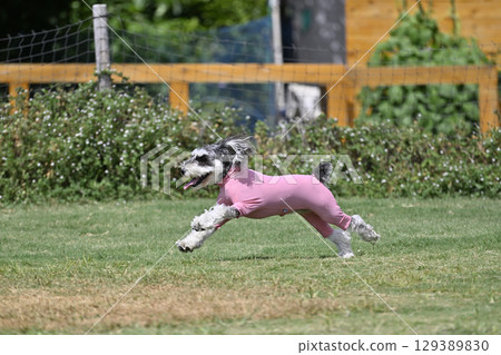 Miniature Schnauzer playing in a dog run 129389830