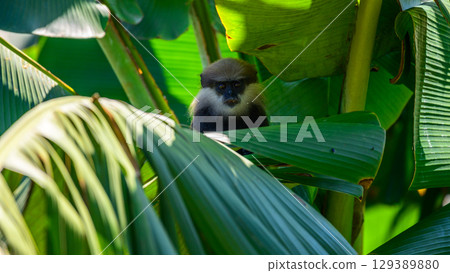 A purple-faced langur monkey stares at the camera while hiding among the banana leaves. 129389880