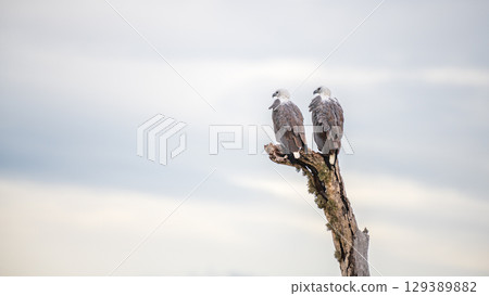 Two white-bellied sea eagles perch closely on a dead tree against the gloomy skies at Yala National Park, Sri Lanka. 129389882
