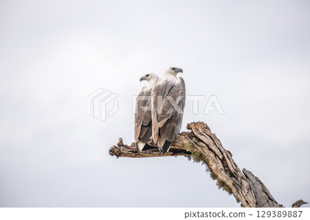 Two white-bellied sea eagles perch closely on a dead tree against the gloomy skies at Yala National Park, Sri Lanka. Two white-bellied sea eagles perch closely on a dead tree against the gloomy skies at Yala National Park, Sri Lanka. 129389887