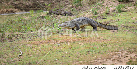 A large mugger crocodile walks on the grassy ground towards a water body at Yala National Park. A large mugger crocodile walks on the grassy ground towards a water body at Yala National Park. 129389889