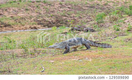 A large mugger crocodile walks on the grassy ground towards a water body at Yala National Park. 129389890
