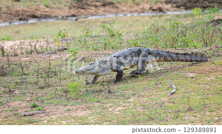 A mugger crocodile moves while urinating in the grass bank at Yala National Park, Sri Lanka. A mugger crocodile moves while urinating in the grass bank at Yala National Park, Sri Lanka. 129389891