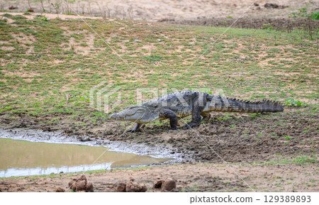 A large mugger crocodile moves towards the muddy waters at Yala National Park. 129389893