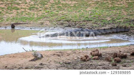 A crocodile moves into a muddy waterhole at Yala National Park, Sri Lanka. Another smaller crocodile rests on the bank A crocodile moves into a muddy waterhole at Yala National Park, Sri Lanka. Another smaller crocodile rests on the bank 129389895