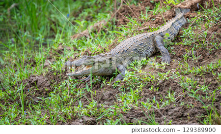 A crocodile rests on the muddy riverbank with its mouth open. A crocodile rests on the muddy riverbank with its mouth open. 129389900