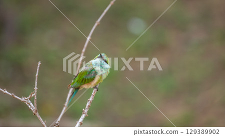 Green bee-eater sitting on a thin branch at Yala National Park, Sri Lanka. 129389902