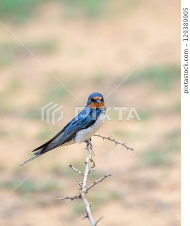 A barn swallow bird perched on a dry thorny branch at Yala National Park, Sri Lanka. A barn swallow bird perched on a dry thorny branch at Yala National Park, Sri Lanka. 129389905