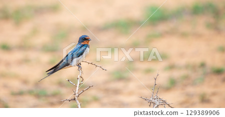 A barn swallow bird perched on a dry thorny branch at Yala National Park, Sri Lanka. 129389906