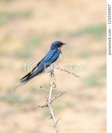 A barn swallow bird perched on a dry thorny branch at Yala National Park, Sri Lanka. 129389907