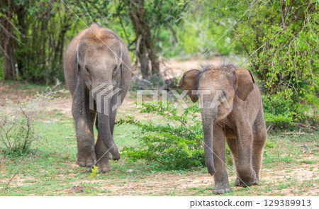 A playful calf and a juvenile elephant in their natural habitat in Yala National Park. 129389913