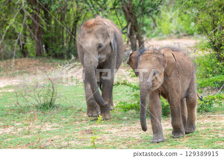 A playful calf and a juvenile elephant in their natural habitat in Yala National Park. 129389915
