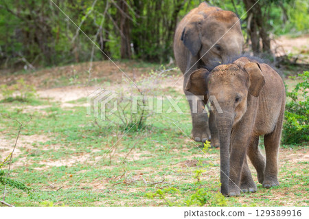 A playful calf and a juvenile elephant in their natural habitat in Yala National Park. 129389916