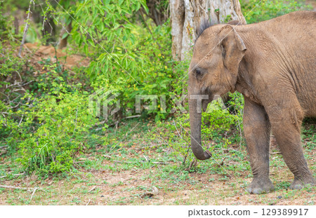 Isolated baby elephant in the forest of Yala National Park, Sri Lanka. 129389917
