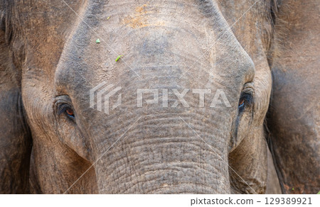 Asian elephant's face close up in the wild. 129389921