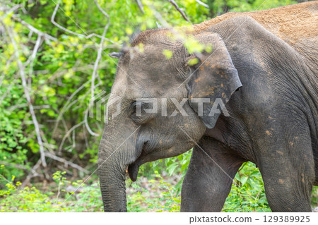 Juvenile elephant in the forest of Yala National Park, Sri Lanka. 129389925