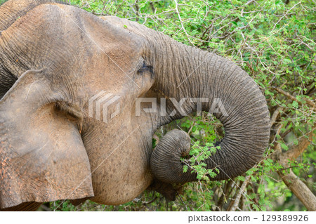 An elephant uses its trunk to grab and eat leaves from a tree close up. 129389926