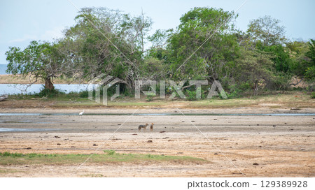Two Sri Lankan jackals stand in an open area in the distance. 129389928