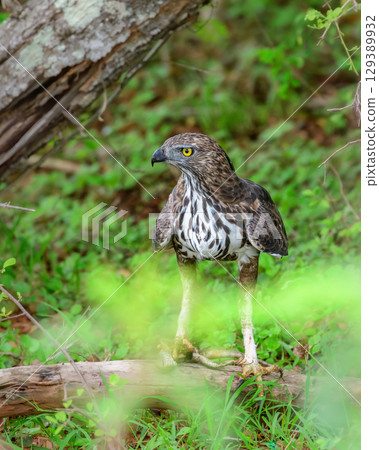 Eagle on the ground with its lizard kill. Changeable hawk-eagle keeps the prey under its talons at Yala National Park, Sri Lanka. 129389932