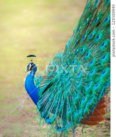 Beautiful peacock dance close-up, peacock displays its feathers at Yala National Park, Sri Lanka. 129389940