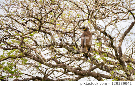 Crested Serpent Eagle perches on a branch among tangled tree limbs. The bird stays still and alert while blending into the background 129389941