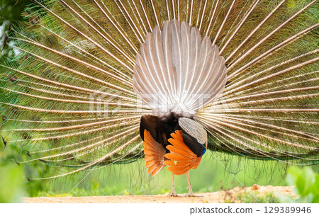 A peacock displays its tail feathers in a fan shape during a courtship dance with its back facing the camera 129389946